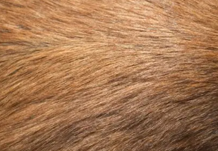 Dog texture