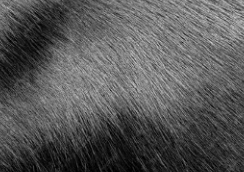 Black Dog Texture