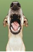 Dog Fan